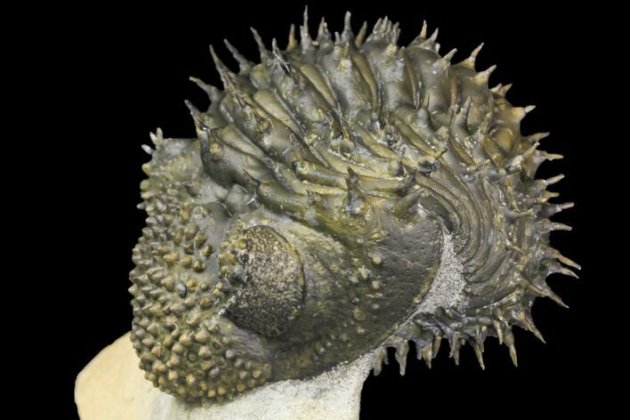 Bargain, Spiny, Enrolled Drotops Armatus Trilobite - long #161463